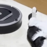 へそ天でくつろぐ猫→『ロボット掃除機』が突撃してきた結果…まさかの光景に「あかん笑った」「なんかもう掃除機まで可愛い」と反響