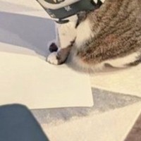 お出迎えしてくれた猫が『首につけていたもの』とは……まさかの『装備』に３万いいねの反響「マフラーかな」「楽しかったんだねｗ」