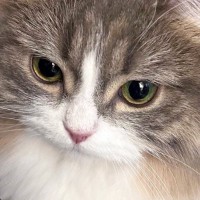 ふわっふわの猫→『体を濡らした』結果…「もはや違う生き物やんｗ」「別猫すぎてビックリ」衝撃の『ビフォーアフター』に２万いいねの反響
