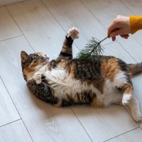 猫は『くすぐったい』と感じることがあるの？敏感な部位から反応する理由まで