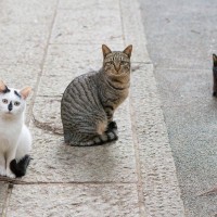 『和猫と洋猫』で異なるポイント4つ　それぞれの定義や特徴をご紹介