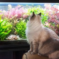 猫と同時に飼うのは避けるべき『動物』5選　相性が悪い理由や注意すべきこと