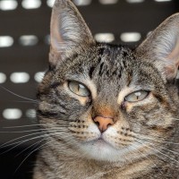 『成猫』を家族に迎えるメリット4つ　手がかからないって本当？飼育のコツもご紹介