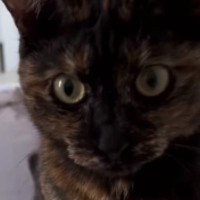 高熱でダウンした日→猫に『飴を持ってきて』とお願いしてみた結果…まさかの光景が18万再生「完全に赤ちゃんだと思われてるｗ」「ええー！」