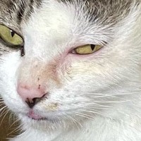 険しい表情をしていた保護子猫→10か月後…別猫のように変貌した『現在の様子』に15万いいね「幸せになったんだね」「愛を感じる」と感動