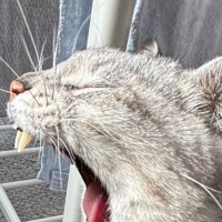 『豪快なあくびをする猫』を撮影した結果…別の生き物に見える『驚きの瞬間』に２万いいね「まんまと騙されたｗ」「いい感じに犬歯がｗ」