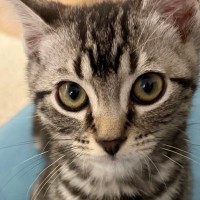 ルールを教えると『素直に聞いていた子猫』が、３週間後…まさかの変貌ぶりに７万いいね「反抗期ｗ」「可愛すぎてワロタｗ」と爆笑の声続出