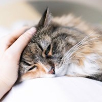 「バイアグラ」を処方され、ふたたび若さを取り戻した高齢猫！