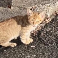 職場の駐車場で出会った『警戒心が強い子猫』を保護…涙あふれる『1か月後の光景』が119万再生「すごく幸せな気持ちになった」「感動」