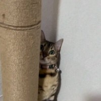 キャットタワーを登ろうとするネコを見ていると…『運動神経バツグンな様子』が素敵すぎると反響「さすがベンガルちゃん」「ステップいらずｗ」