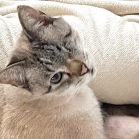 上目遣いで見つめてきた猫→足を見ると……セクシーすぎる『まさかのポーズ』がSNSで反響「めちゃくちゃ美脚ッ」「表情もかわいいｗ」