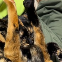 膝の上でくつろぐサビ猫→『驚きのポーズ』で…子供たち爆笑の『まさかの光景』が68万再生「ガラケーになった猫ｗ」「心境を知りたいｗ」