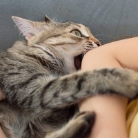 猫が飼い主を『蹴ってくる』ときの心理3つ　どんな意味があるの？やめてもらうコツも解説