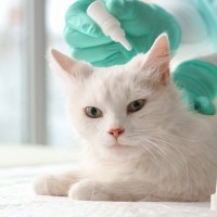 室内猫にも『寄生虫予防』が必要な理由3つ　見落としがちな感染経路や予防法も解説