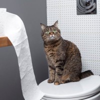 猫が飼い主の『トイレ』を覗きにくる理由3つ　考えられる心理や上手な対処法