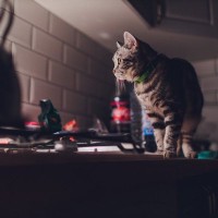 猫が夜中に『大運動会』を始める3つの理由　ドタバタ騒ぐ心理や困ったときの対処法