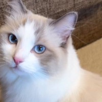 甘えたくてしょうがない猫→飼い主さんのことを見つめて…反則級に可愛い『アピール』が134万再生「見惚れてしまった」「すんごい綺麗な子」