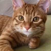 カメラで撮られていることに気付いた猫→次の瞬間…思わず笑ってしまう『可愛い瞬間』が117万再生「なかなか激しいｗ」「いきなりはずるいｗ」