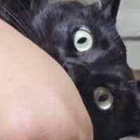 お父さんから『猫吸い』をされる黒猫→格好が…爆笑必至の『とんでもない光景』が61万再生「もっと怒っていいｗ」「なんちゅう格好ｗ」