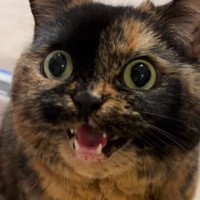 猫に『おはよう』と何度もあいさつしてみると…胸がぎゅっとなる『可愛すぎるお返事』が37万再生「キュンときた」「なんて賢いの」