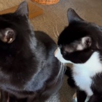黒猫に甘えたいハチワレ猫→体に触れて『おねだり』すると…尊すぎる『やり取りの様子』が104万再生「たまらない」「悶絶した」と反響