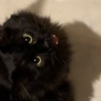 『大好きな人の帰りを待つ黒猫』→玄関から音がすると……「なんて健気」「尊すぎて無理」たまらなく可愛い光景が40万再生「はぁ癒された」