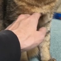 猫の『お腹』を触ろうとしたら…まさかの『拒否方法』が可愛すぎると63万再生「3回目の顔が良いｗ」「噛んだりしないの優しいｗ」「平和ｗ」