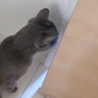 娘のことが大好きすぎる猫→部屋に入った瞬間から…笑ってしまうほどの『デレデレっぷり』が73万再生「半端ないｗ」「赤ちゃん化してるｗ」