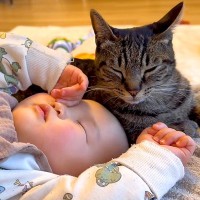 高熱で寝込む赤ちゃん→２匹のネコが心配して…泣けるほど尊い『看病する光景』が13万再生「ホントに優しすぎる」「家族愛にあふれてる」