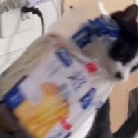 『食パン』をくわえて逃げていく猫→飼い主さんに『回収』されると…笑ってしまう光景が121万再生「可愛い泥棒さんｗ」「ほっこりした」