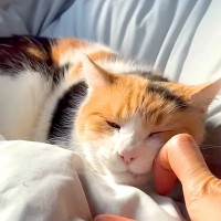 布団の上で飼い主を待つ三毛猫→撫でてあげると…破壊力が高すぎる『愛情表現』に「もはや健康にいい」「間違いなく宇宙一かわいい」と絶賛の声