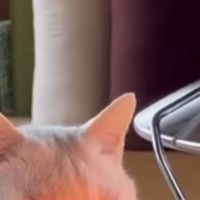 ストーブの前でくつろぐ白猫→"表情"を見ると…「なんて気持ちよさそうなのｗ」「カリン様？ｗ」とっても『幸せそうな瞬間』に癒される人続出