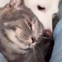 お手入れもしていないのに『耳が綺麗な犬と猫』→とっても素敵な『ピカピカの秘訣』に反響「もはや食べる勢いｗ」「羨ましい」と53万表示