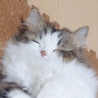 すやすやと眠っていた猫→『後ろ足』を見たら…あまりにも尊い光景に癒される人続出「お行儀いいねｗ」「可愛すぎて泣ける」と話題
