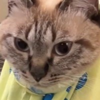 カンガルーのように『服に乗るのが好きな猫』→袋に入れてみたら…尊すぎる光景に２万いいね「かっっっっわっっ」「ニヤニヤしたｗ」と悶絶の声