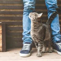 猫が見せている『わかりにくい愛情サイン』5選　込められた意味やベストな応え方も