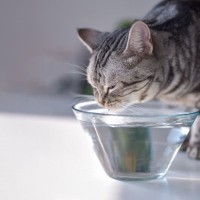 冬に気を付けたい「猫の水分補給」5つの工夫について獣医が解説