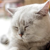 猫も油断できない『高血圧症』とは？主な原因や見逃せない症状、予防のポイントまで