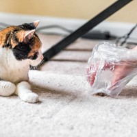 猫がごはんを『吐き戻し』してしまう理由4つ　考えられる背景や適切な対処法