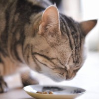 猫が『少しだけご飯を残す』ときの理由5つ　片付けても大丈夫？対処法まで解説