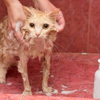 猫の『長毛種・短毛種』で変わるお世話の方法4つ　お手入れや飼い方に表れる違いとは？