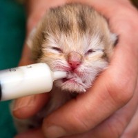 子猫が起こしやすい『病気・トラブル』5選　見逃せないサインや予防策も解説