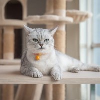猫に『信用できない人』と思われてしまう人の特徴4つ　見直したいポイントや信頼を得るコツも解説