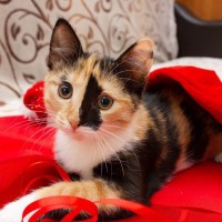 猫の体に見られる『個性的な模様』4選　ユニークな柄や珍しい柄の猫たちをご紹介