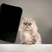 猫が『机の上にある物』を落としたがる理由4つ　意外な心理や取るべき対処法も解説