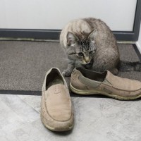 家に『来客』がきたときの猫の心理3つ　性格による違いや配慮してあげるべきこと