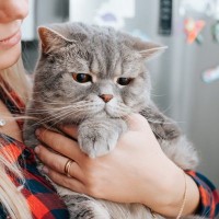 猫の心を傷つけてしまう『人間の言葉』4つ　避けるべき理由や及ぼす悪影響も解説