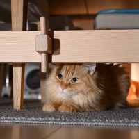猫が『家具の中や下』に隠れたがる理由5つ　考えられる心理や適切な対処法も解説