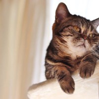 猫が急に『塩対応』をするときの原因4つ　考えられる本音から上手な付き合い方まで