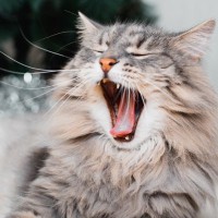 猫の『口臭』がきついときに考えられる原因5つ　病気の可能性から改善策まで解説